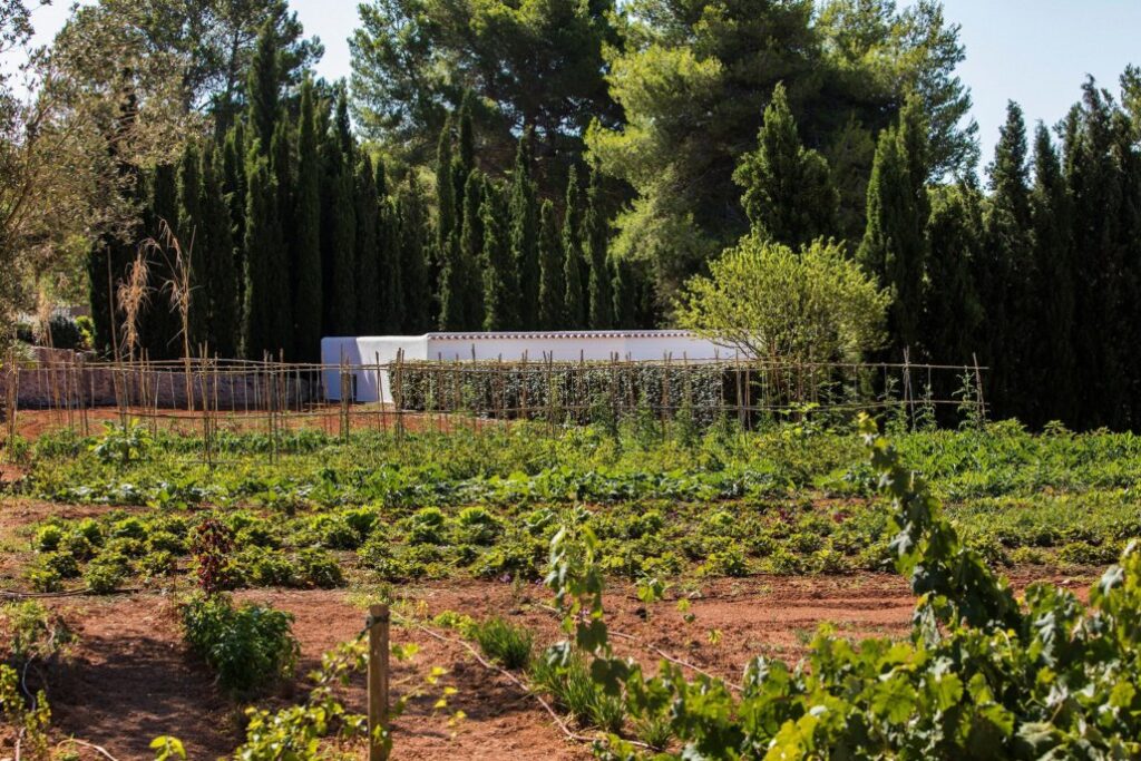 FdDi3NaB5obV3MOSSyb9yaiGTL6cdKqdTUDa9Y2v